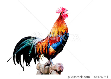 Rooster chicken cockcrow in the morning . 38476961