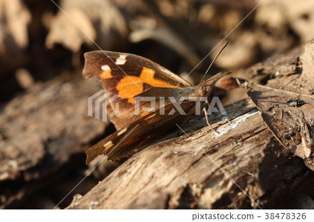 生物昆蟲駝背蝴蝶在陽光下。它看起來像一把手術刀,因為柿子的橙色柿子的外觀和前腿上沒有頭髮 生物昆蟲駝背蝴蝶在陽光下。它看起來像一把手術刀,因為柿子的橙色柿子的外觀和前腿上沒有頭髮 38478326