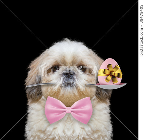 Shitzu dog with spoon and easter egg. Isolated on Shitzu dog with spoon and easter egg. Isolated on 38478405