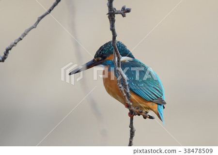 Kingfisher Kingfisher 38478509