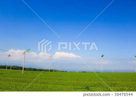 Tea plantations in Kagoshima Prefecture 38478544