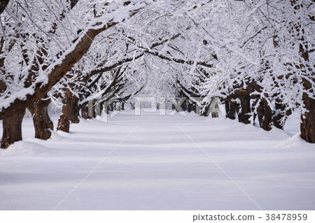 A row of cherry blossom trees in the Yodogawa riverbed frigid 38478959
