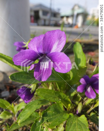 Roadside violet 38479001
