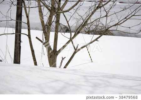 雪地 38479568