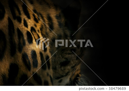 natural background from darkness leopard spots natural background from darkness leopard spots 38479689