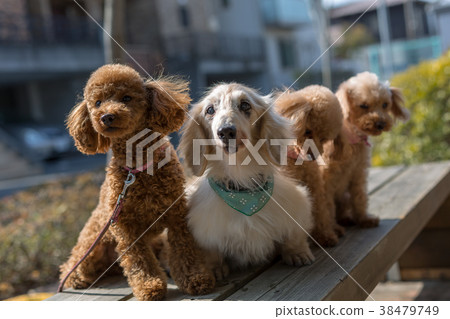Pet walk Pet walk 38479749