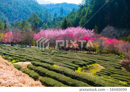 台灣，武陵農場，茶園，玫瑰花，花季 38480099