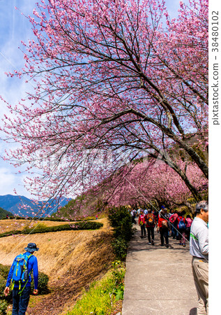 Taiwan, Wuling Farm, Tea Garden, Rose Flower, Flower Season 38480102