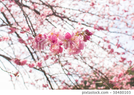 Taiwan, Wuling Farm, Tea Garden, Rose Flower, Flower Season 38480103