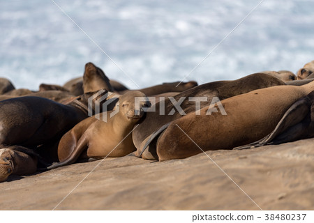 Flock of wild sea lions 38480237