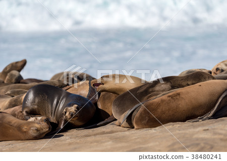 野生海獅鯊魚 野生海獅鯊魚 38480241