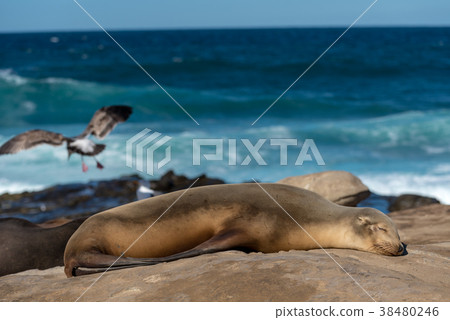 海獅在陽光下玩 38480246