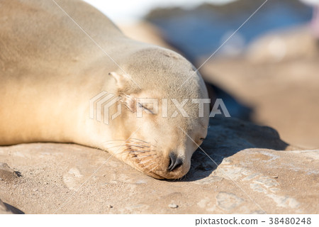 Sleeping sea lions close up Sleeping sea lions close up 38480248
