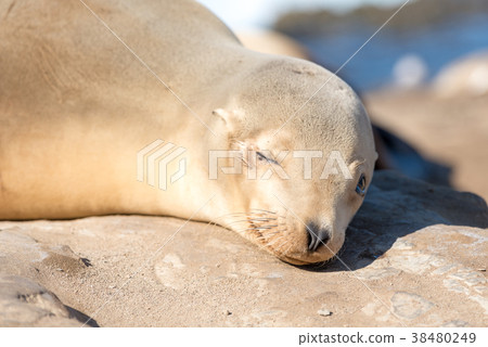 眨眼海獅 38480249