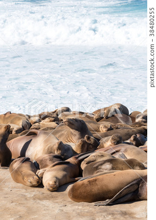 野生海獅垂直構成群 38480255