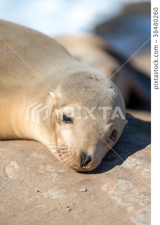 孩子的海獅臉 38480260