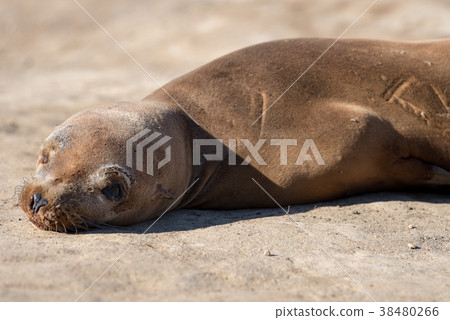 野生海獅 38480266