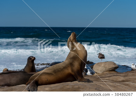 蝦扭曲野生海獅 38480267