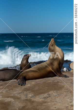 Shrimp warped wild sea lion 38480272