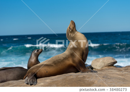 Shrimp warped wild sea lion 38480273