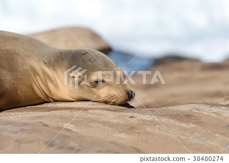 Wild sea lions sunbathing Wild sea lions sunbathing 38480274