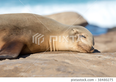 曬日光浴的野生海獅 38480275