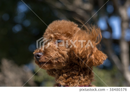 toy poodle  38480376