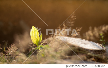Young shoots of the tree. 38480384