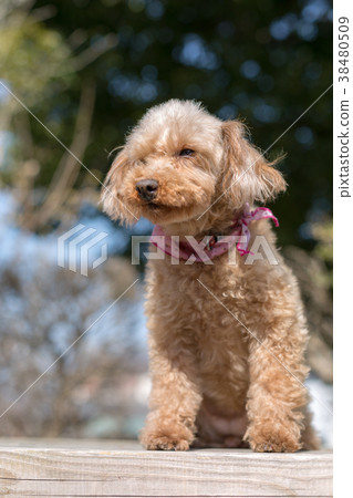 Senior 2025 toy poodle