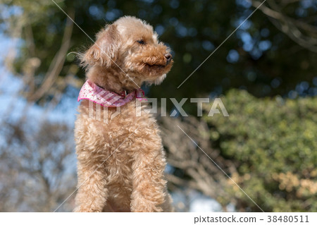 senior toy poodle