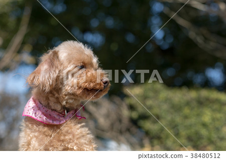 高級玩具貴賓犬 高級玩具貴賓犬 38480512