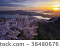 Cherry blossoms in the Seto which dye in the morning sun 38480676