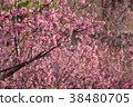 Meiro和Sakura 38480705