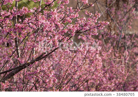 Meiro和Sakura 38480705
