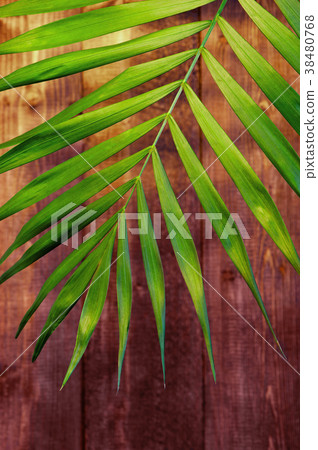 Green palm leaf in the sun rays  38480768