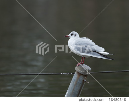 Black-headed gull 38480848