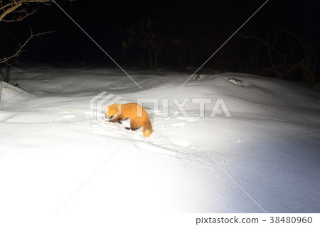 Ten (hondoten) 38480960