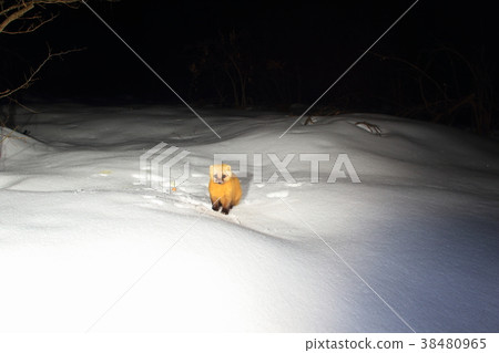 十（hondoten） 38480965