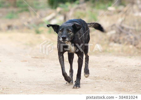 dog without rocks moves towards dark color dog without rocks moves towards dark color 38481024