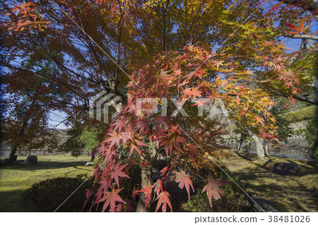 autumn leaves 38481026