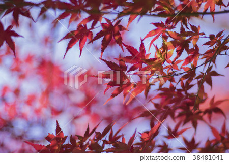 autumn leaves autumn leaves 38481041