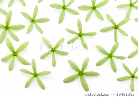 green flowers on white background 38481352