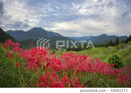 red spider lily announce the autumn equinox red spider lily announce the autumn equinox 38481371
