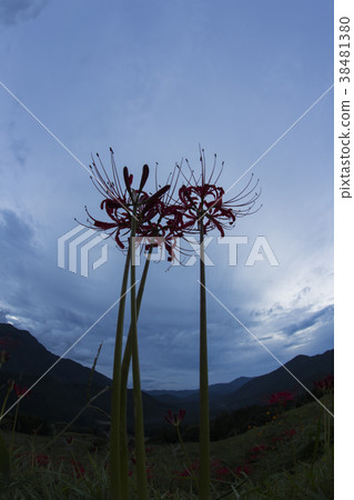 red spider lily announce the autumn equinox red spider lily announce the autumn equinox 38481380
