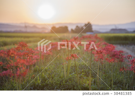 red spider lily announce the autumn equinox 38481385