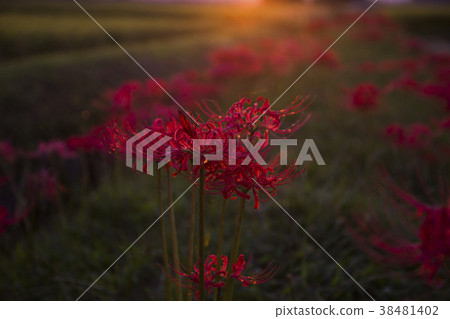 red spider lily announce the autumn equinox red spider lily announce the autumn equinox 38481402