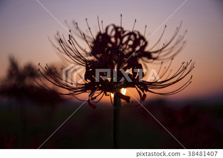 red spider lily announce the autumn equinox 38481407