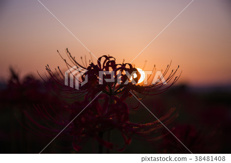 red spider lily announce the autumn equinox red spider lily announce the autumn equinox 38481408