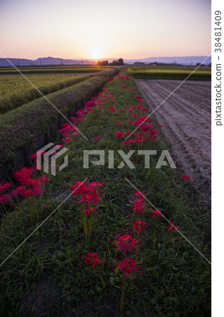 red spider lily announce the autumn equinox 38481409