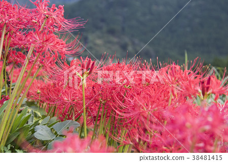 red spider lily announce the autumn equinox 38481415